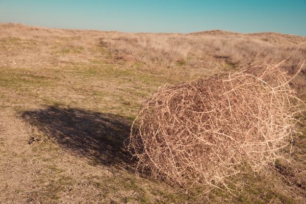 Tumbleweed Removal in Oxnard