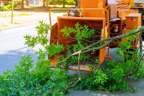Tree Branches Removal in Oxnard