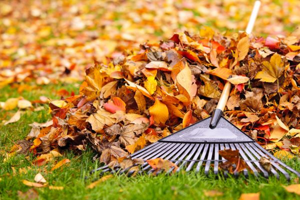 Yard Leaf Removal in Oxnard