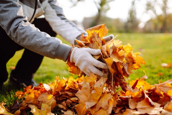 Garden Leaf Clearing