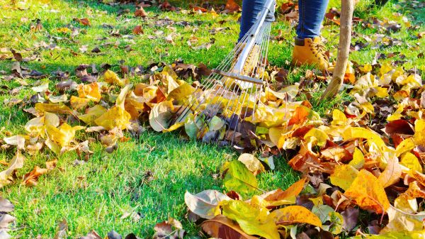 Outdoor Leaf Removal